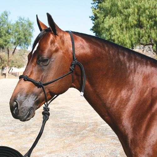 Clinician Halter w 15' lead