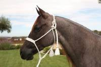 Professional Choice Cowboy Braided Halter w/ 10' Lead- HRCB -White