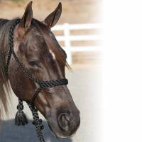Professional Choice Cowboy Braided Halter w/ 10' Lead- HRCB -Black